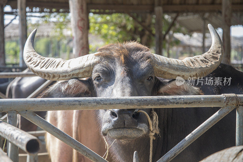 来自泰国的亚洲水牛农场。
