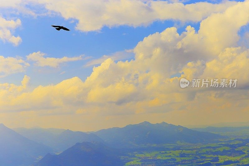 自由!鹰鸟在德国富森和施万高的巴伐利亚阿尔卑斯山脉上空飞翔