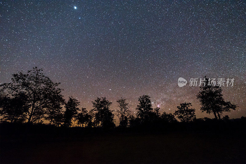 星星和树的夜空。