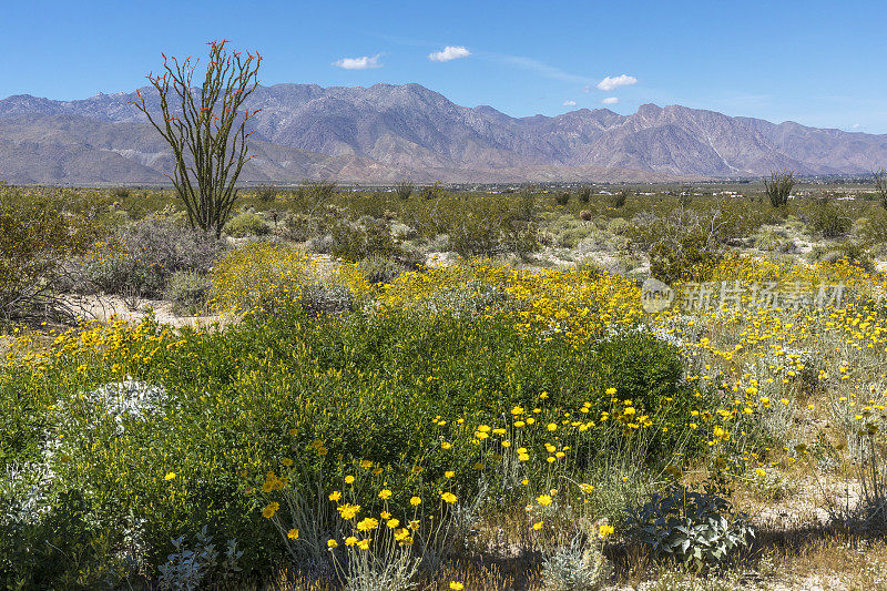 春天，野花在加利福尼亚的沙漠中盛开