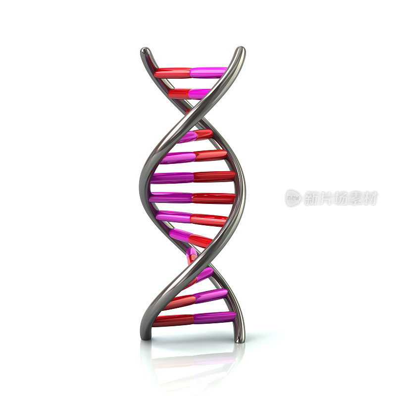 紫色和红色的DNA模型图标