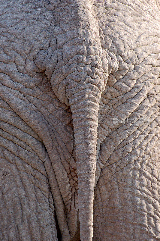 埃托沙国家公园里一只神奇大象的尾巴