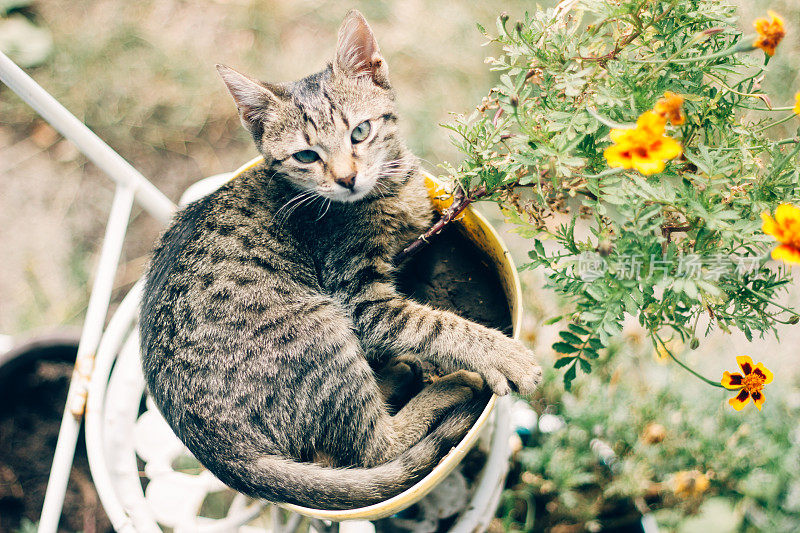 小猫躲在花园里的花后面