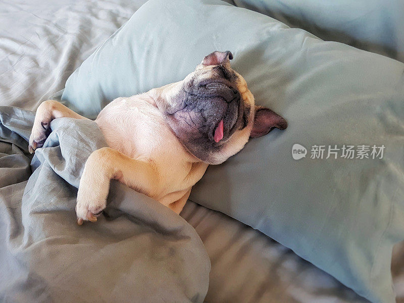 可爱的哈巴狗睡在床上的枕头和裹着毯子感到快乐的时间