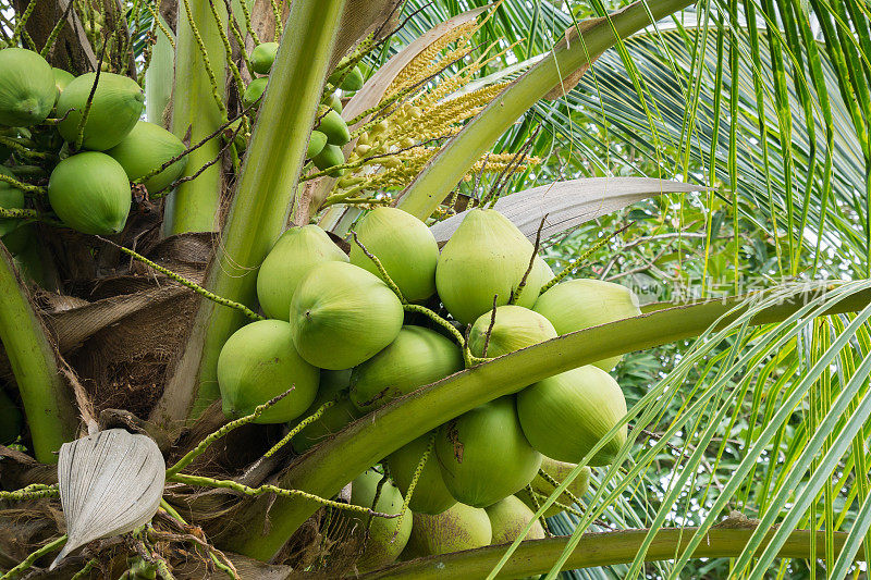 椰子树上的新鲜椰子簇