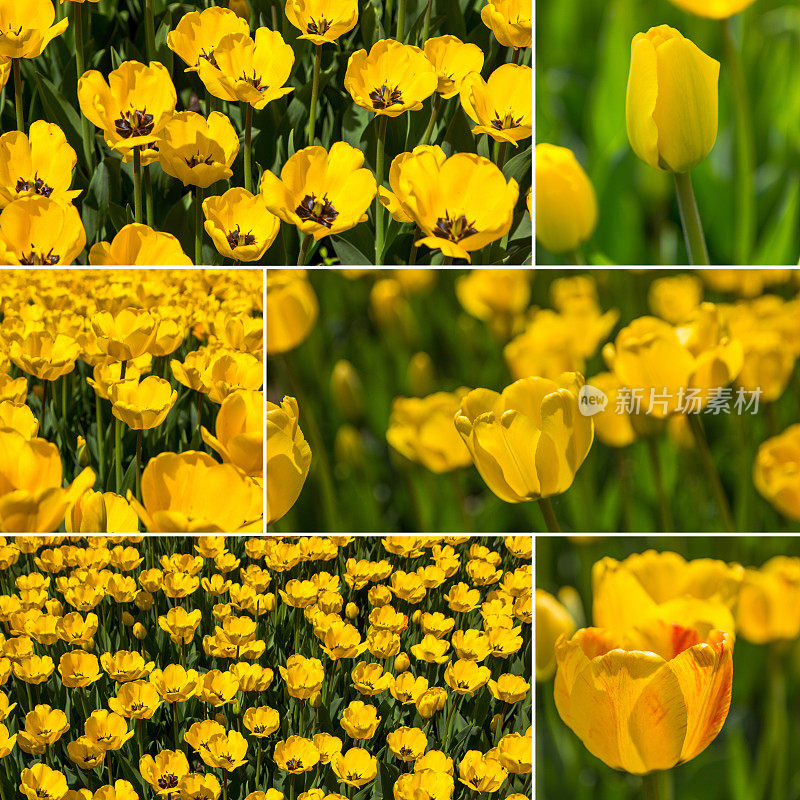 户外的黄色郁金香拼贴画，春天的主题