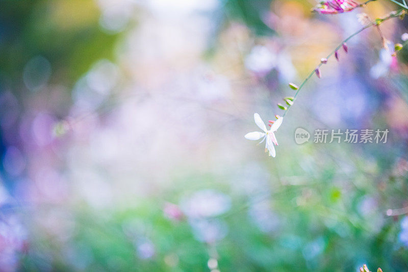 高拉林海美瑞多年生白花在柔软和梦幻的散景背景。