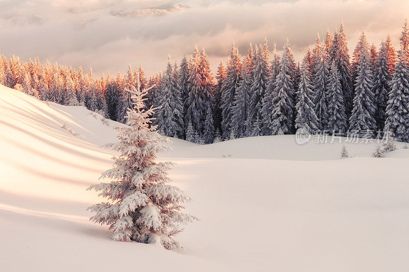 戏剧性的冬天景象与积雪的树木。