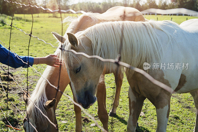 女孩用手抚摸着篱笆后面的马的头。