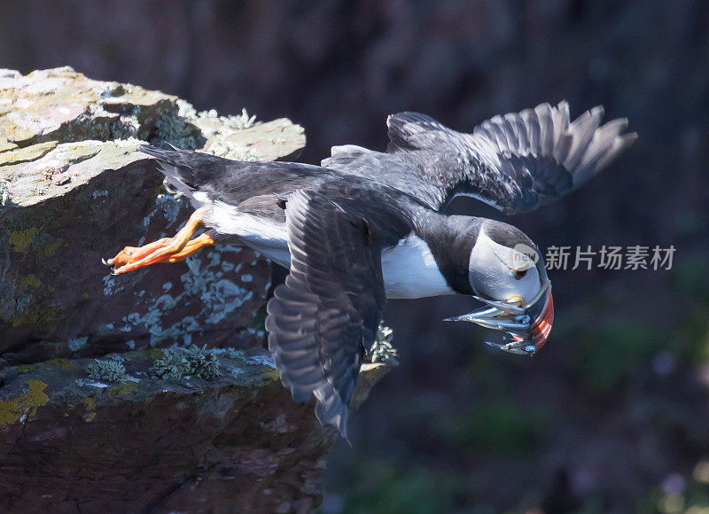 角嘴海雀