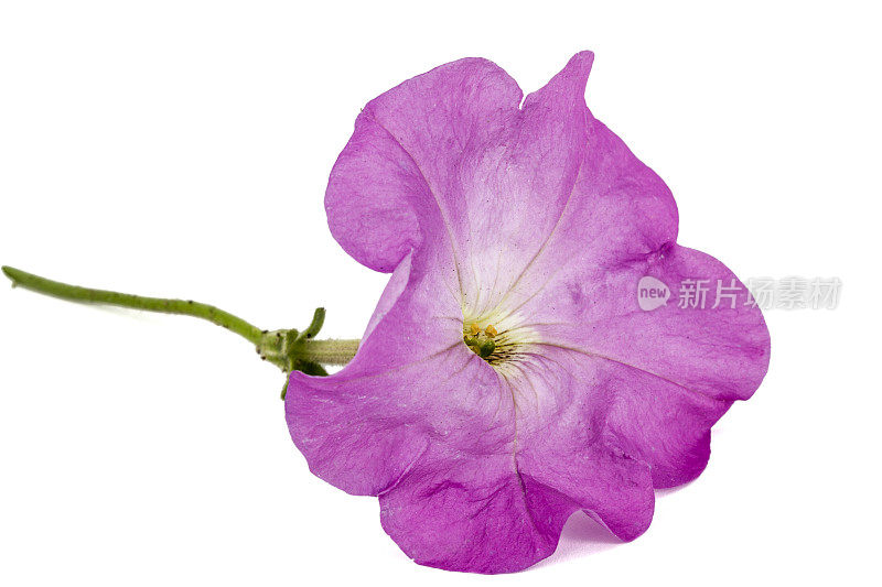 紫色矮牵牛花，孤立在白色背景上