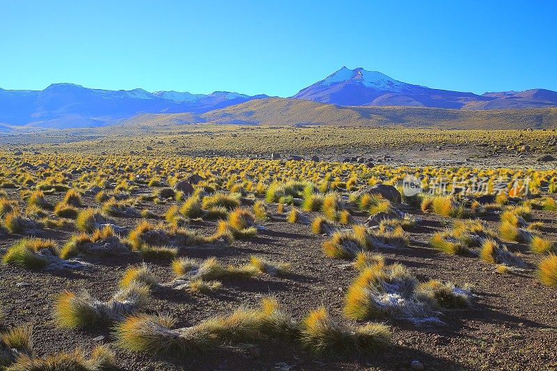 智利安第斯高原的日出和火山，田园诗般的阿塔卡马沙漠，白雪皑皑的火山草原普纳景观全景-安托法加斯塔地区，智利安第斯，智利，Bolívia和阿根廷边境