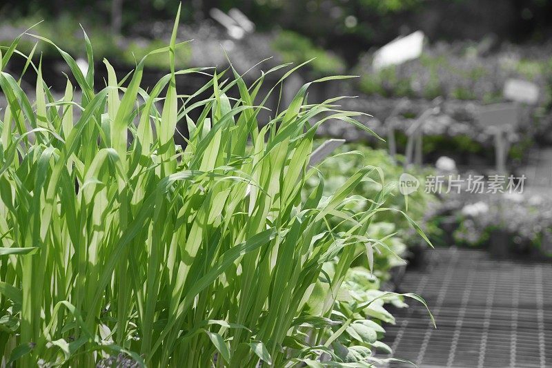 苗圃内的植物