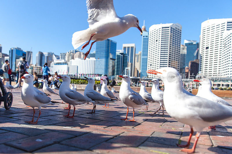 饥饿的海鸥在港口