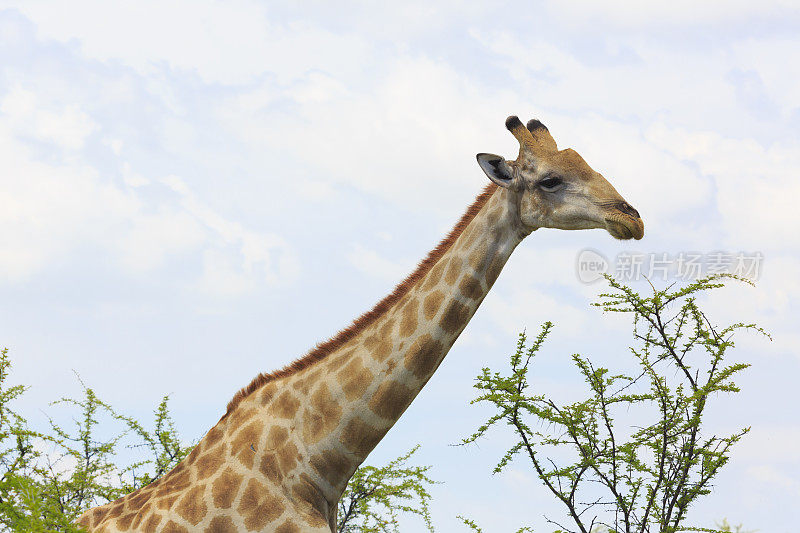 长颈鹿Safari非洲