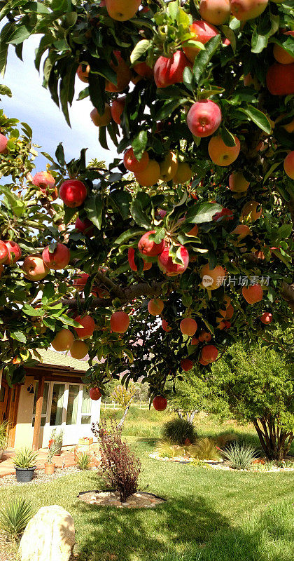 犹他州洛克维尔农场上的祖传苹果