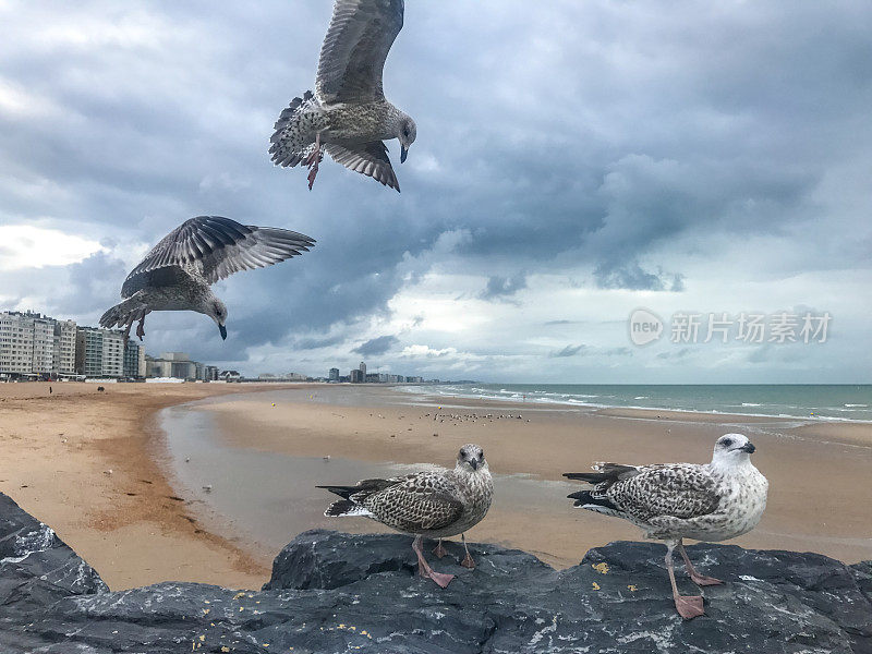 比利时奥斯坦德海滩上的海鸥