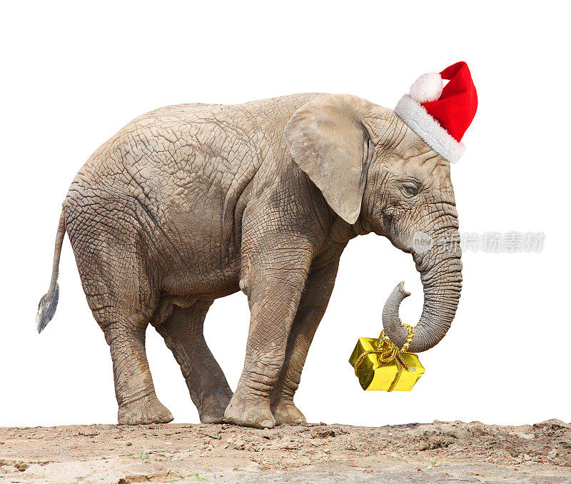 戴着圣诞帽送圣诞礼物的非洲大象。