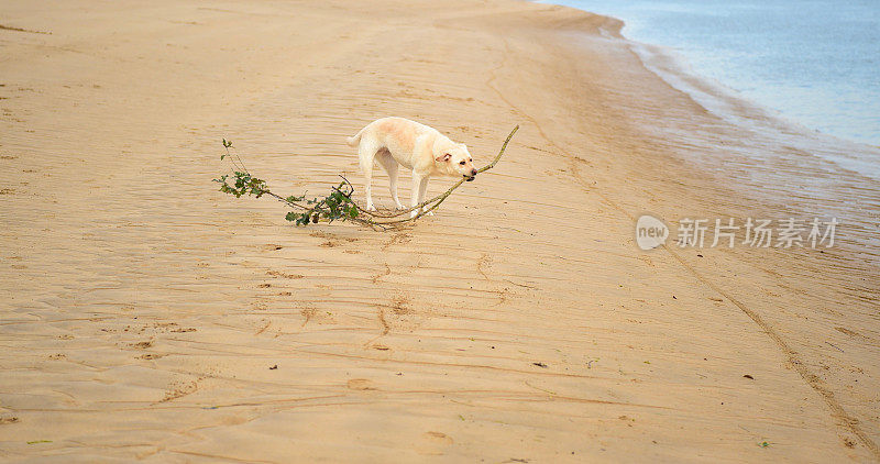 康沃尔海滩上的拉布拉多寻回犬