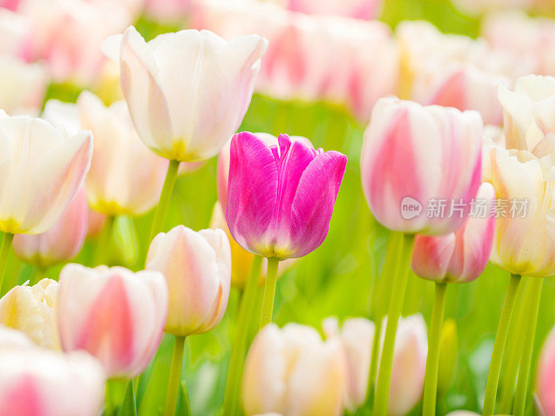 春季花卉系列，美丽的郁金香在郁金香田，模糊的前景和背景。