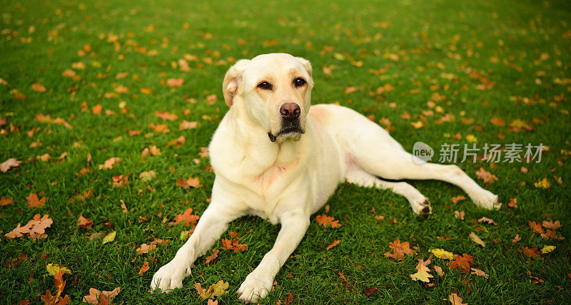 英语中的拉布拉多寻回犬