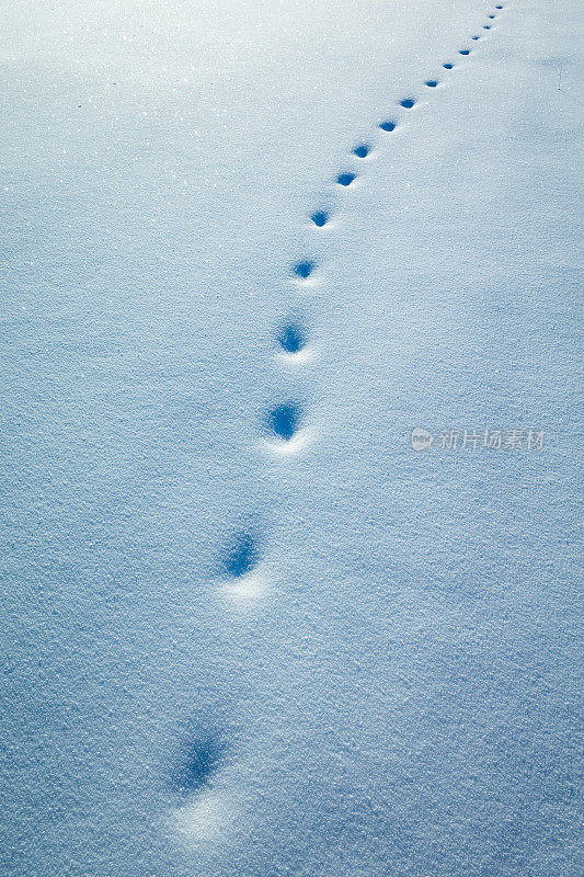 动物在新雪上留下的足迹