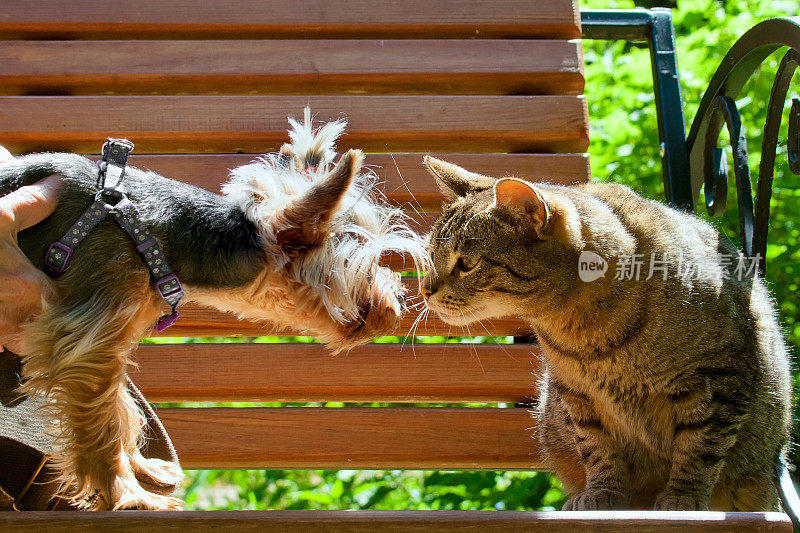 猫和狗在一条长凳上互相凝视着