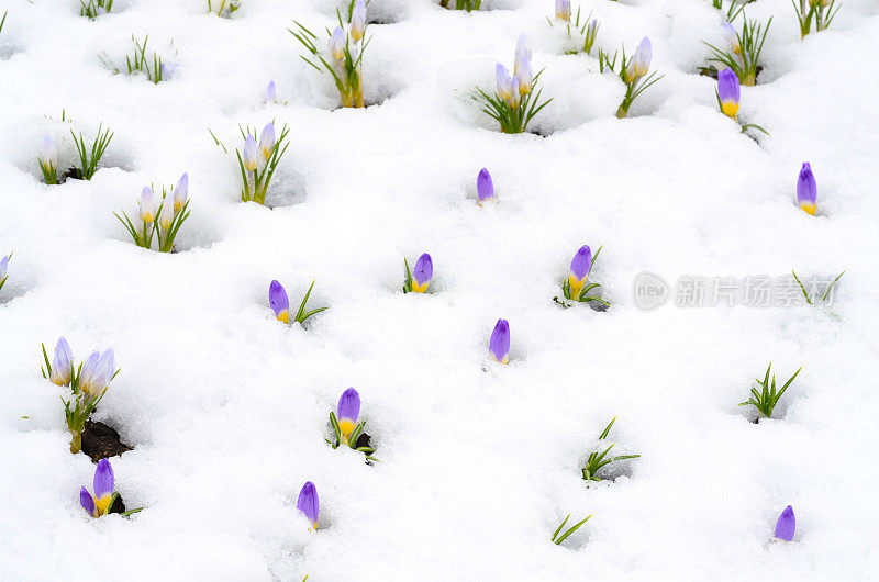 藏红花在初春的雪地里开花