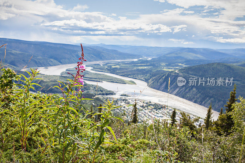 杂草在道森