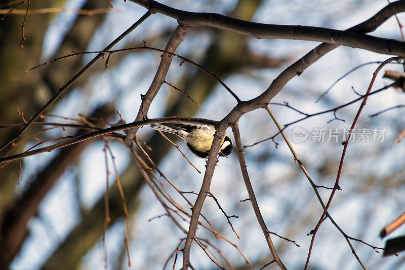 大山雀栖息在树枝上吃一粒种子(大山雀)
