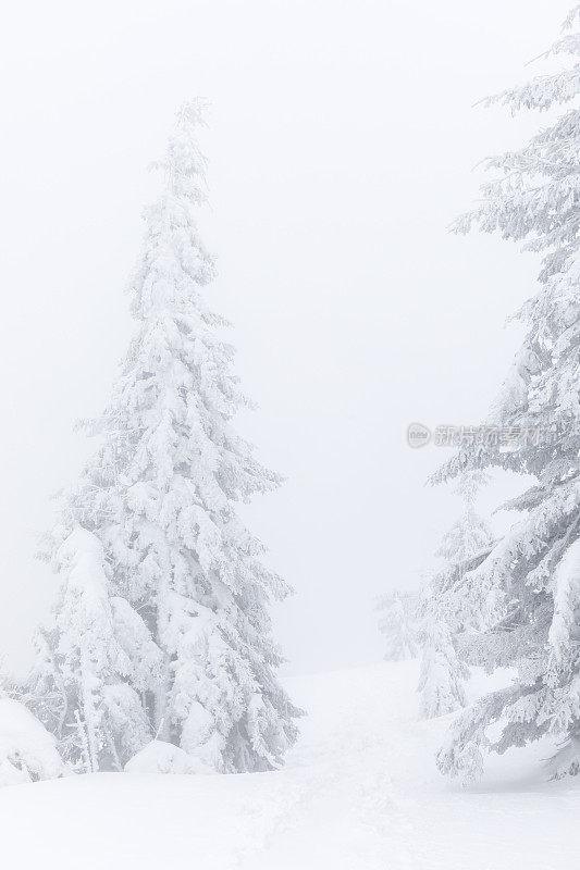 云杉在冬天的雪和雾喀尔巴阡山脉