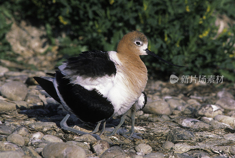 美国鳄梨和小鸡