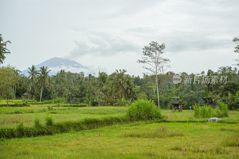 乌布的水稻梯田，阿贡火山，印尼巴厘岛