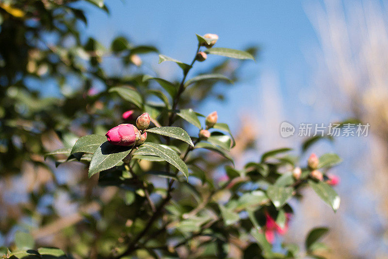 山茶花