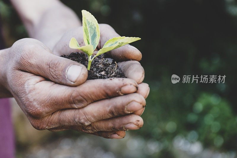 近距离的手持有植物