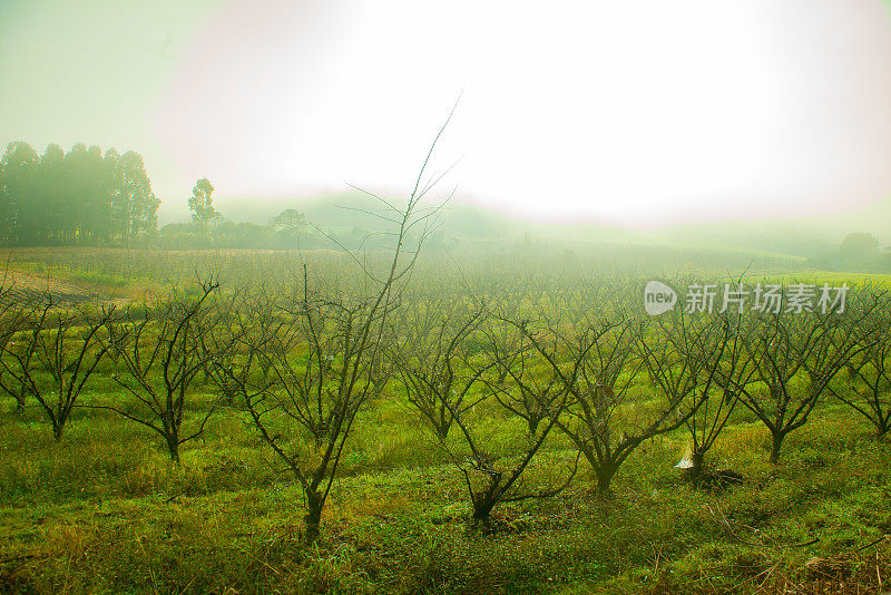 巴西圣卡塔琳娜乌鲁比西种植苹果和李子