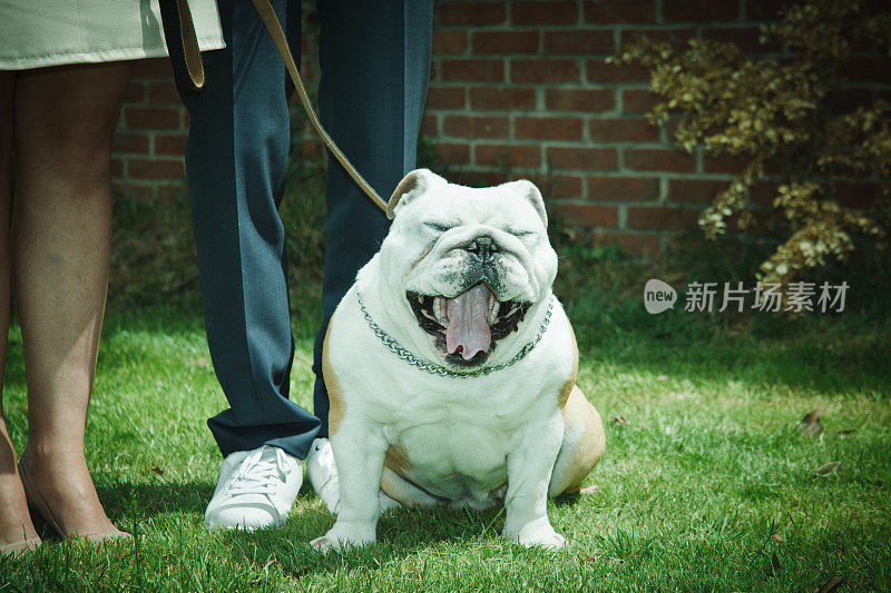 一对夫妇在遛他们的打哈欠的牛头犬