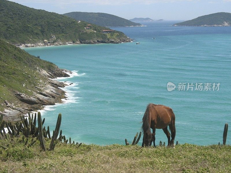 马在觅食，背景是蓝色的大海。
