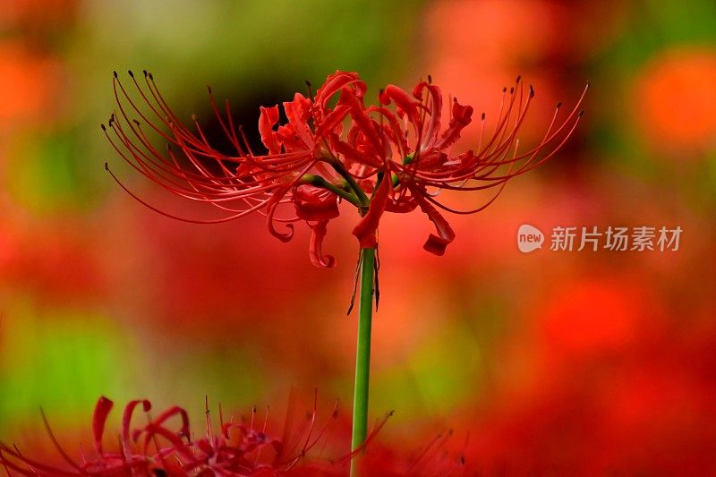 蜘蛛百合花，日高市，日本