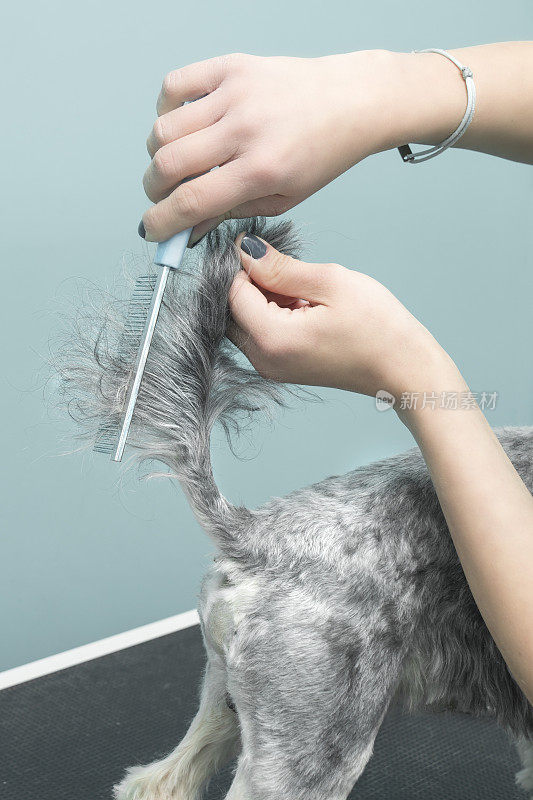在动物美容院用梳子梳理狗尾巴上的毛发。
