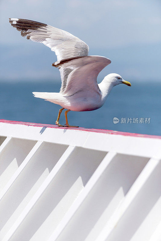 希腊萨索斯，渡船甲板上的海鸥