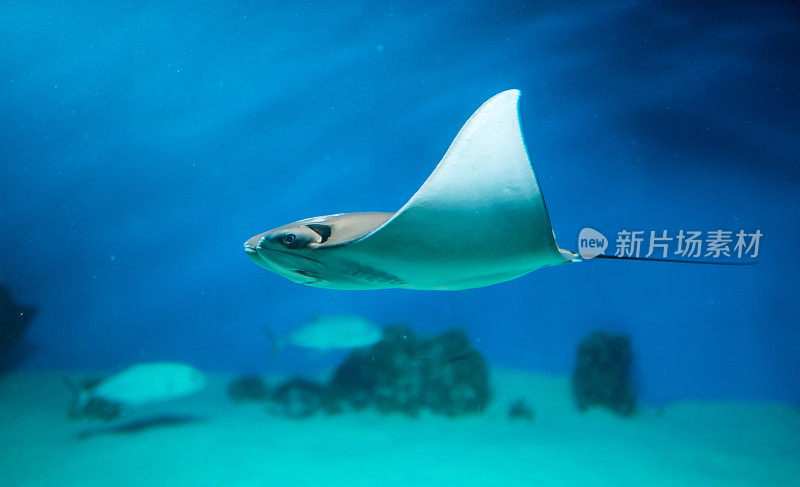 蚌鱼(黄貂鱼)在蓝色海水，水族馆，侧视图