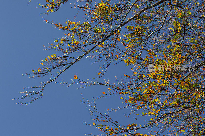 秋天山毛榉树枝