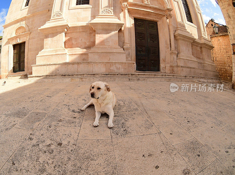 克罗地亚的拉布拉多寻回犬