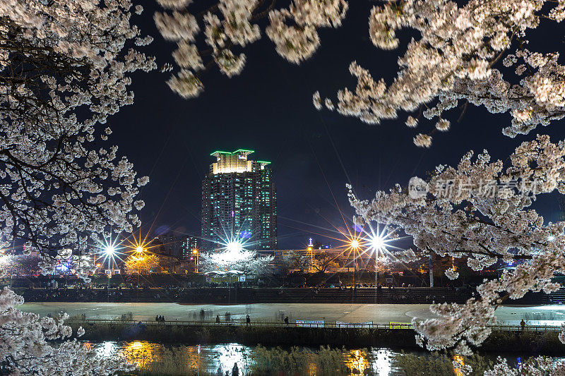 Vd737樱花无尾夜景