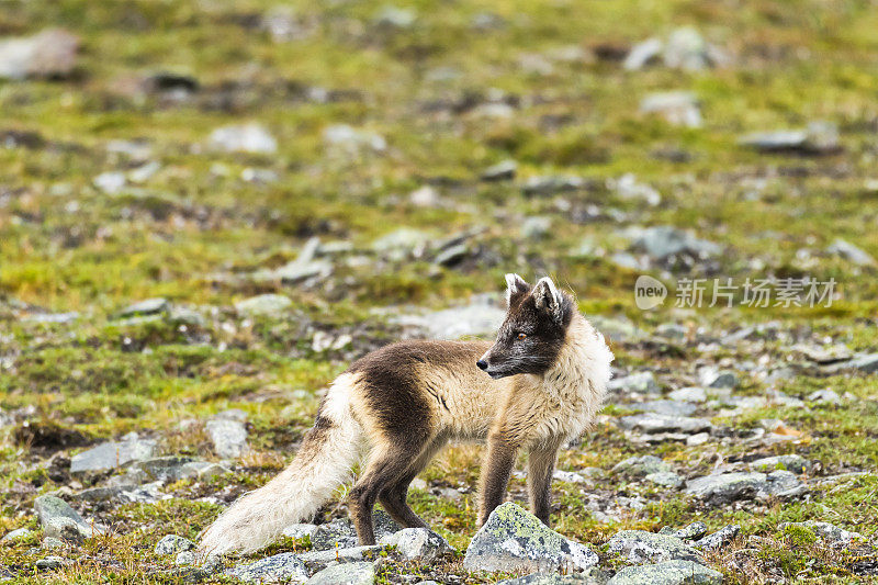 斯瓦尔巴群岛一只北极狐的侧视图