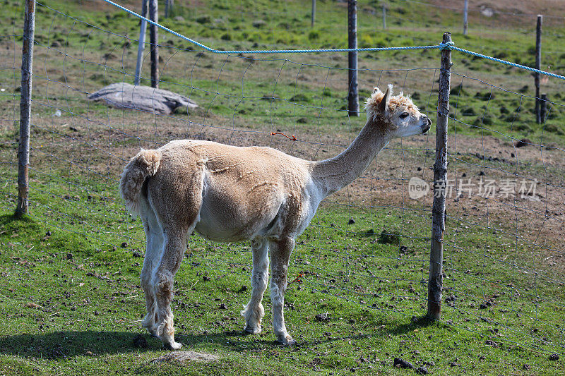 加拿大新斯科舍省布瑞尔岛的一个小农场里的羊驼