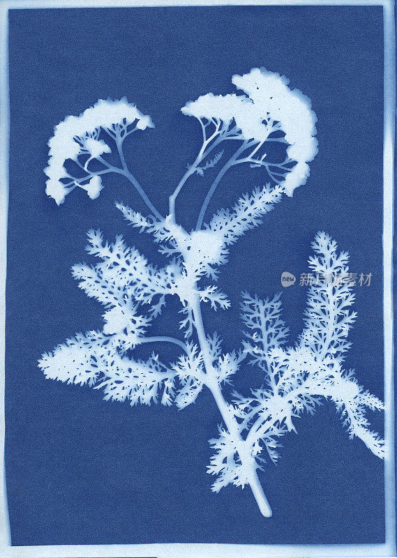 蓍草、千叶蓍的蓝型印花