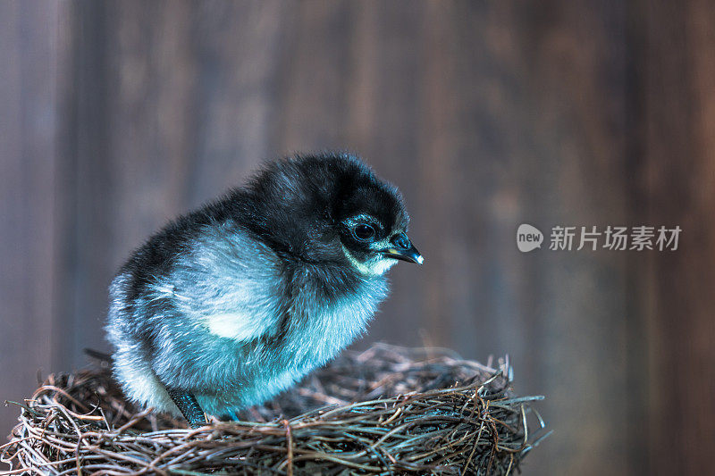 美丽的鸡宝宝