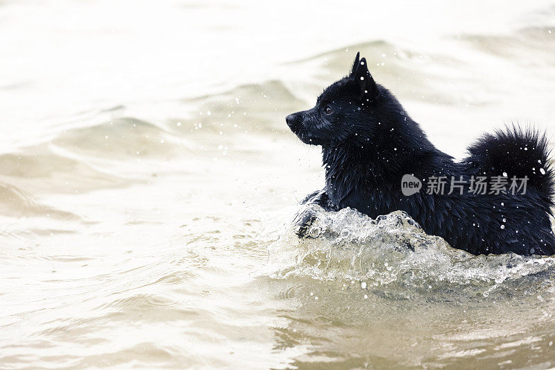 Schipperke，小黑狗在水里奔跑，背景，拷贝空间